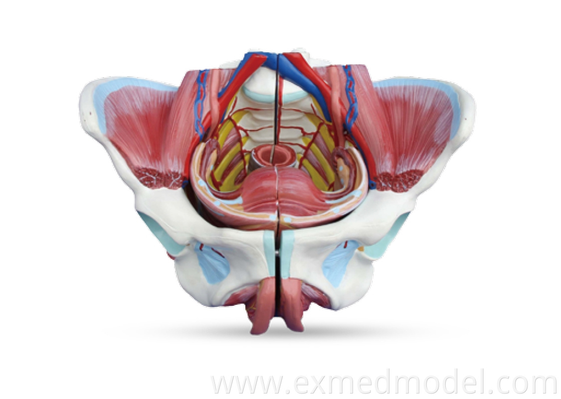 Female Pelvis with Genital, Blood Vessel